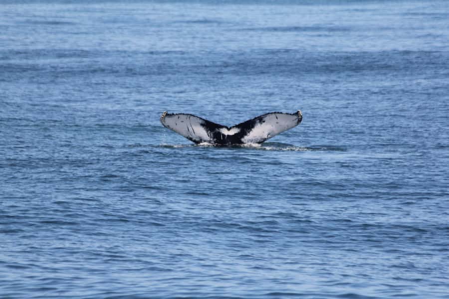 Cape May: Scenic Whale and Dolphin Watching Cruise - Dolphins first, whales if fortune cooperates