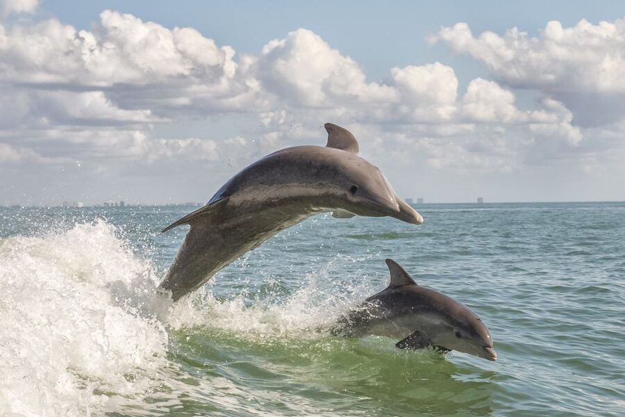 Cape May: Weekend Whale and Dolphin Watching Cruise - Starting the morning at Miss Chris Marina