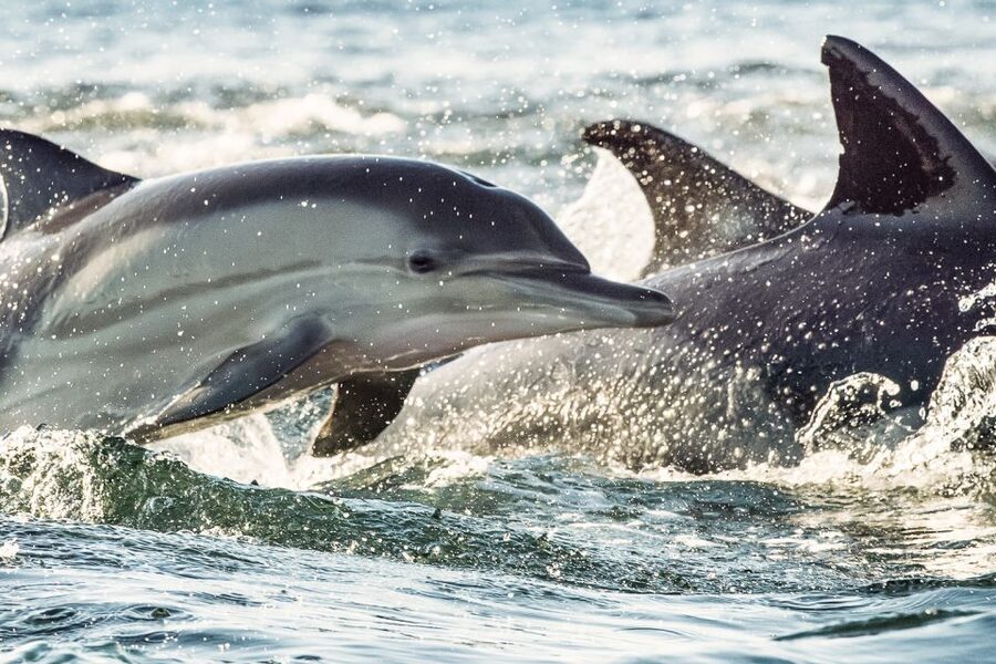 Cape May: Weekend Whale and Dolphin Watching Cruise - How to fit it into a Cape May day