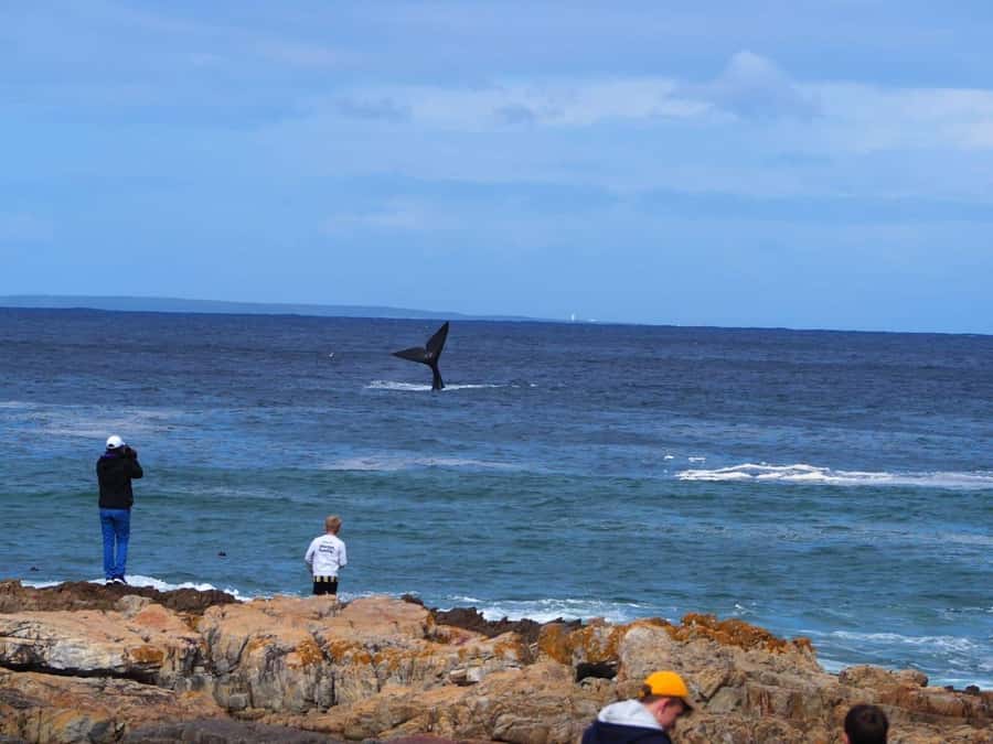 Cape Town: Hermanus Whale Watching Shared Boat & Penguins - Key points to know before you book