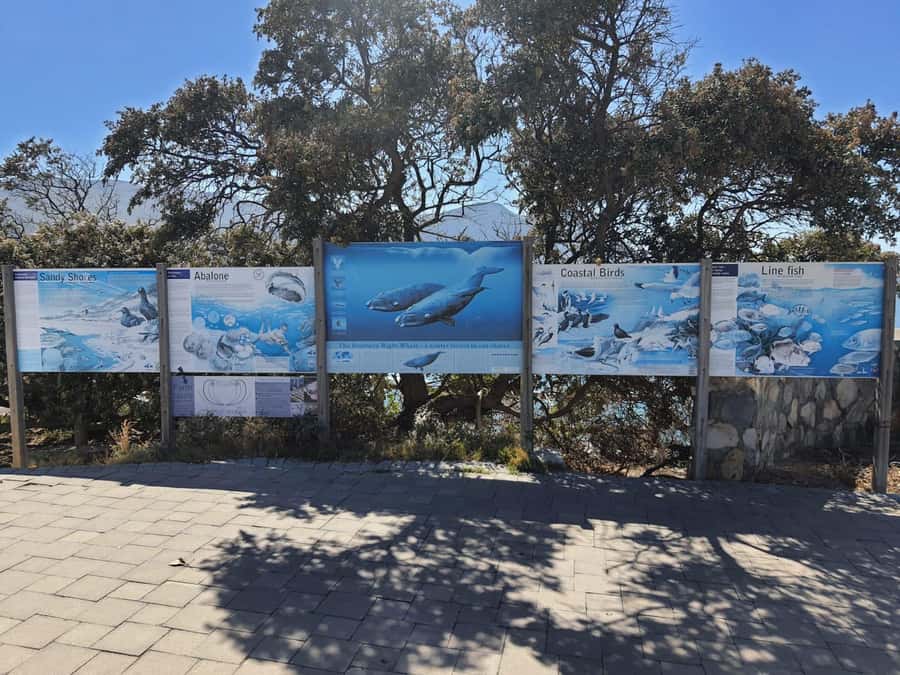 Cape Town: Hermanus Whale Watching Shared Boat & Penguins - From Cape Town to Hermanus along the Whale Coast