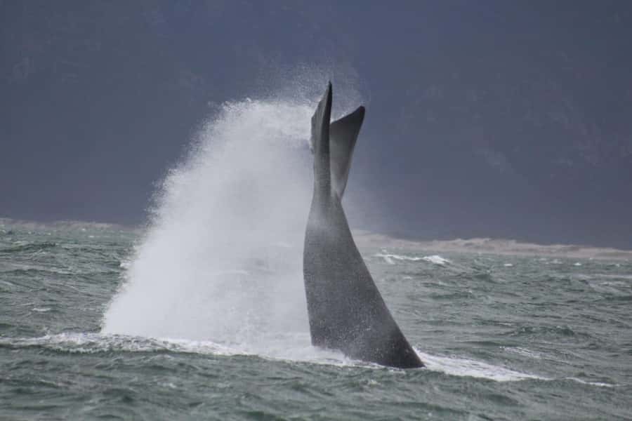 Cape Town: Hermanus Whale Watching Shared Boat & Penguins - A private guide, but a shared boat