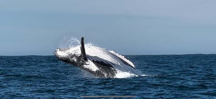 Cape Town: Hermanus Whale Watching Shared Boat & Penguins - What the $246 price really includes