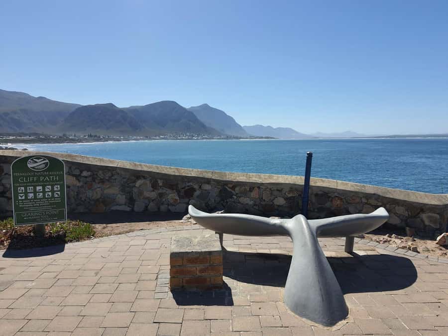 Cape Town: Hermanus Whale Watching Shared Boat & Penguins - New Harbour and the shared whale boat