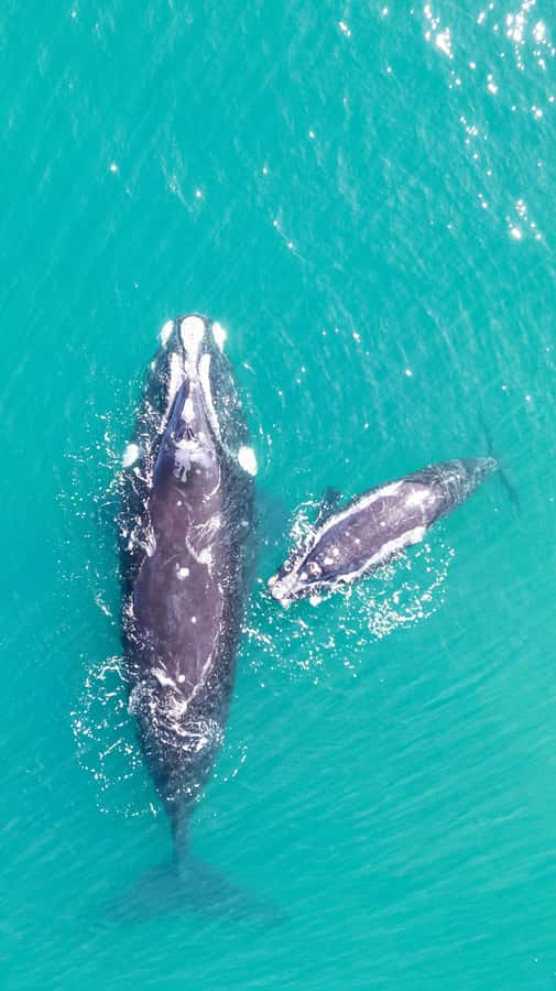 Cape Town: Hermanus Whale Watching Tour - Key points at a glance