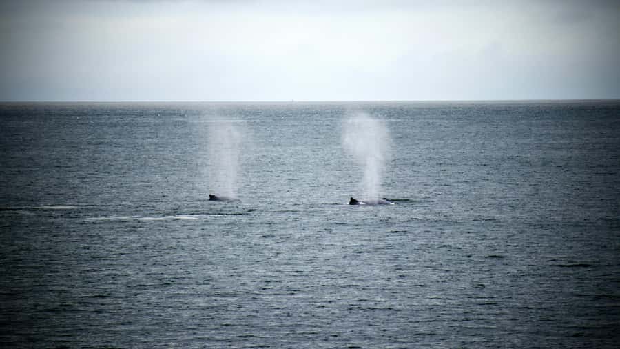 Cape Town: Hermanus Whale Watching Tour - Why Hermanus makes a good Cape Town escape