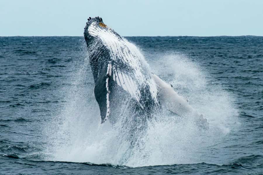 Cape Town: Hermanus Whale Watching Tour - Three hours on the water with Hermanus whales