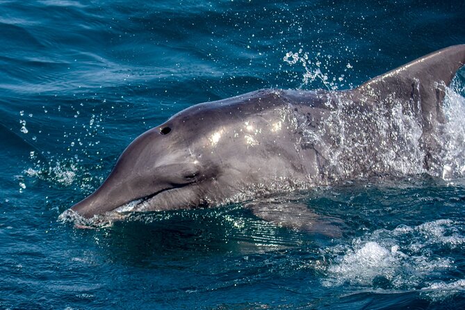 Catamaran Sailing Tour or Whale Watching at Boa Vista - Winter turns the catamaran into a whale-watching boat