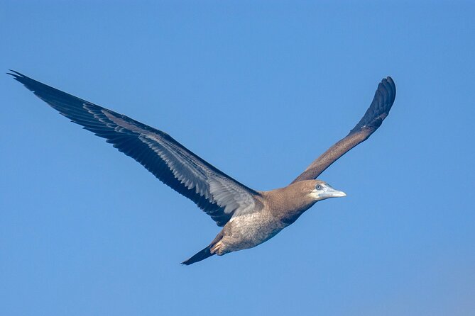 Catamaran Sailing Tour or Whale Watching at Boa Vista - Who will enjoy this most