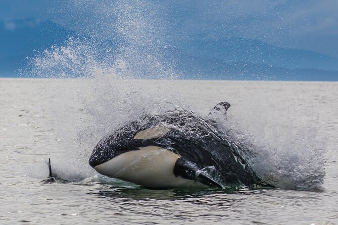 "Catch of the day" Whale-watching, Icy strait point, Hoonah - Key points at a glance