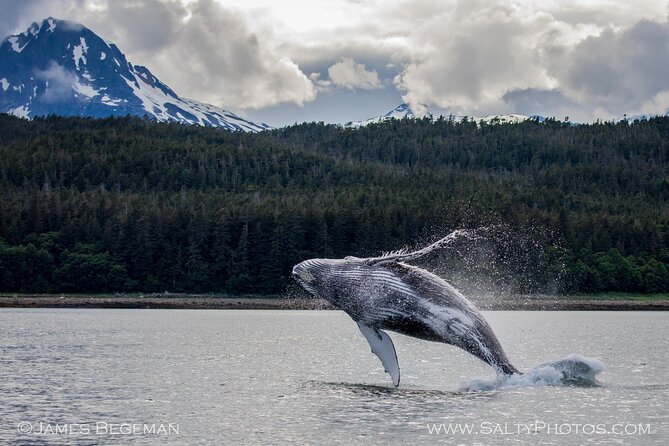 "Catch of the day" Whale-watching, Icy strait point, Hoonah - Why the small boat changes the whale-watching experience