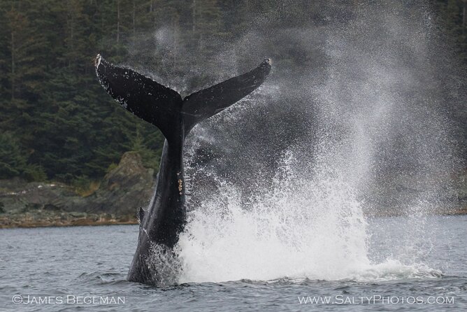 "Catch of the day" Whale-watching, Icy strait point, Hoonah - Humpbacks, bubble feeding, and the chance of an orca sighting