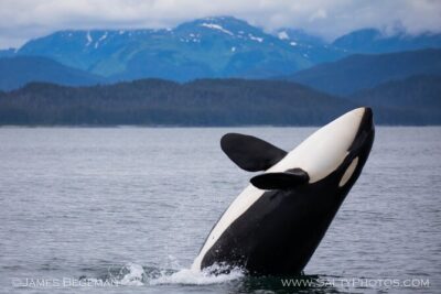 “Catch of the day” Whale-watching, Icy strait point, Hoonah