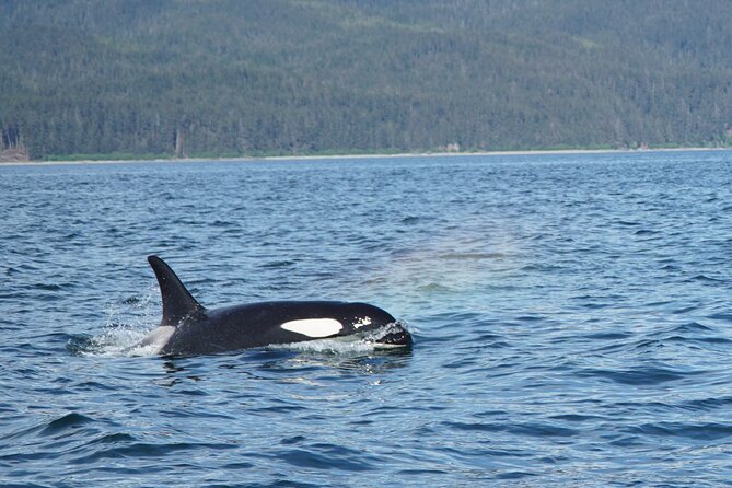 "Catch of the day" Whale-watching, Icy strait point, Hoonah - Bears, otters, eagles, and the shoreline bonus