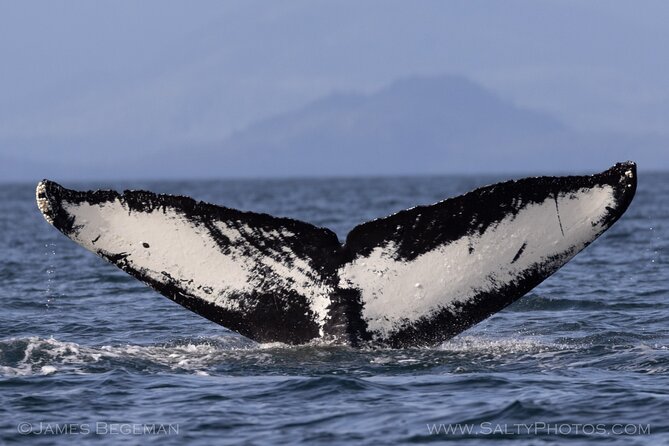 "Catch of the day" Whale-watching, Icy strait point, Hoonah - Price, group size, and overall value