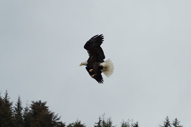 "Catch of the day" Whale-watching, Icy strait point, Hoonah - Who should book this Hoonah whale tour