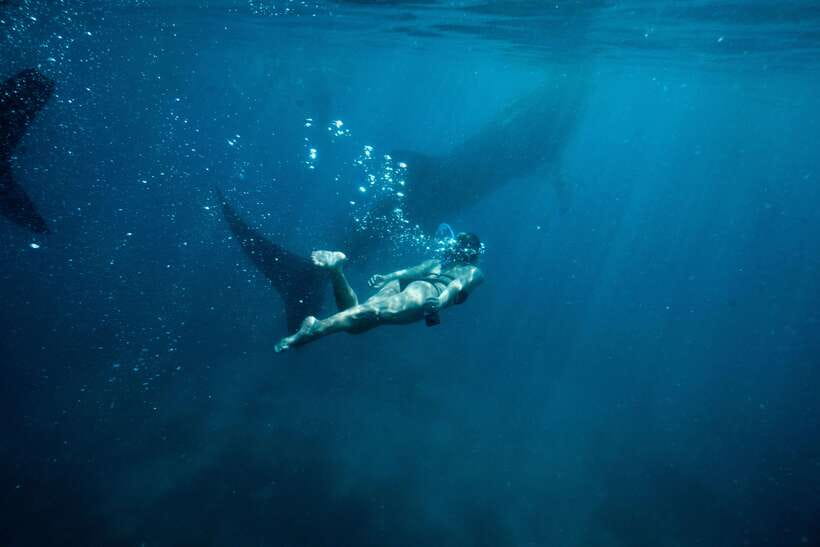 Cebu City: Whale Shark Swimming & Kawasan Falls Canyoneering - Key points to know before booking