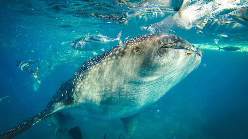 Cebu City: Whale Shark Swimming & Kawasan Falls Canyoneering - Why this Cebu day is so popular
