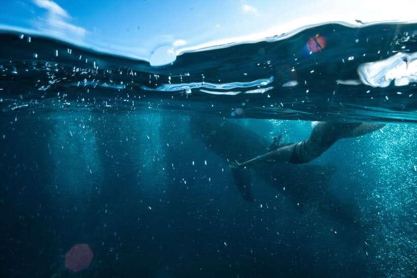 Cebu City: Whale Shark Swimming & Kawasan Falls Canyoneering - Swimming with the whale sharks in Oslob