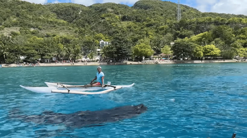 Cebu: Oslob Whale Shark and Moalboal Snorkeling Tour - Key points to know before booking