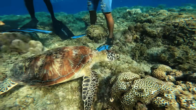 Cebu: Oslob Whale Shark and Moalboal Snorkeling Tour - Is $117 a fair price?