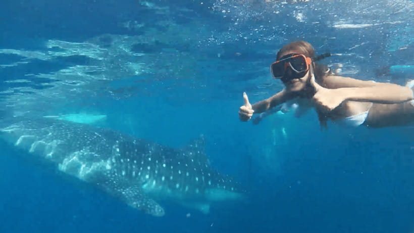 Cebu: Oslob Whale Shark and Moalboal Snorkeling Tour - Two Cebu coastlines in one long day