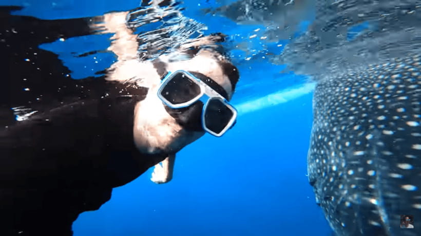 Cebu: Oslob Whale Shark and Moalboal Snorkeling Tour - What the private car adds to the day