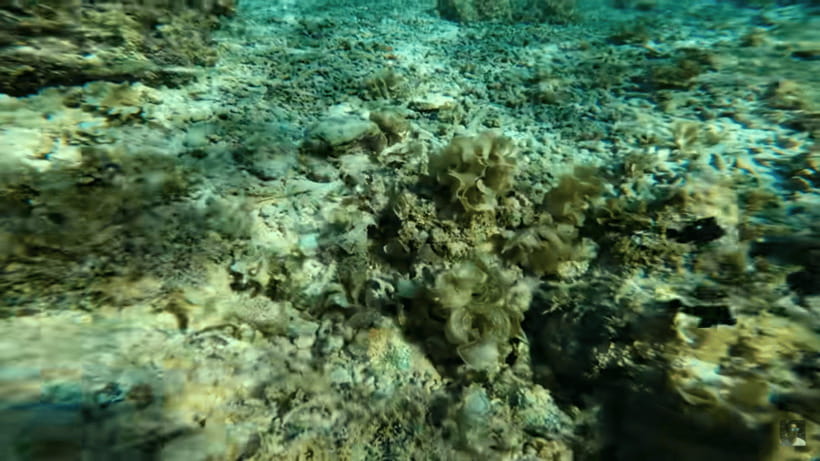 Cebu: Oslob Whale Shark and Moalboal Snorkeling Tour - Timing, crowd levels, and the real pace