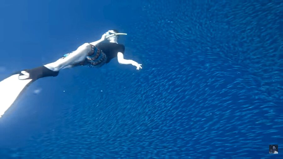 Cebu: Oslob Whale Shark and Moalboal Snorkeling Tour - Who gets the best value from this tour