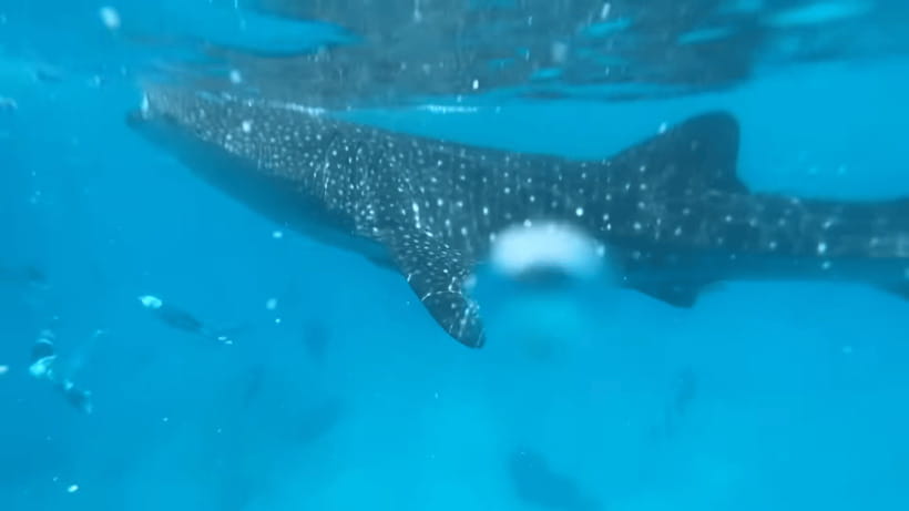 Cebu: Oslob Whale Shark and Moalboal Snorkeling Tour - The early pickup from Cebu, Mactan, or Moalboal