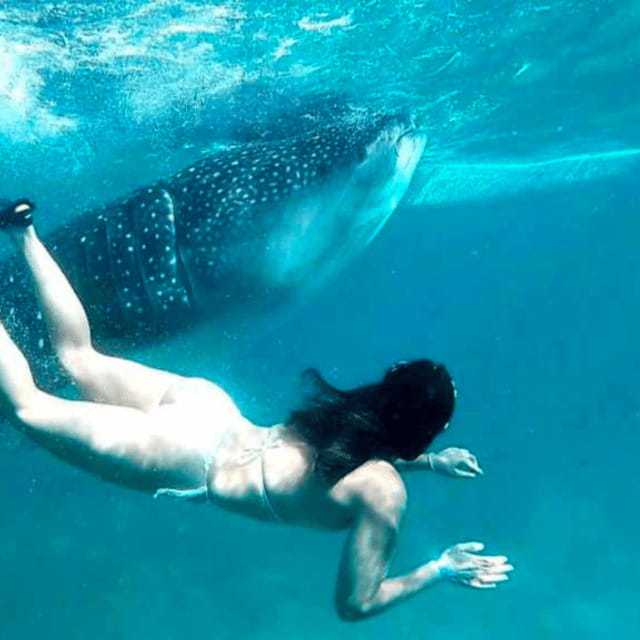 Cebu: Oslob Whale Shark, Sumilon, Ruins, Simala Church - Why the whale shark morning sets the pace