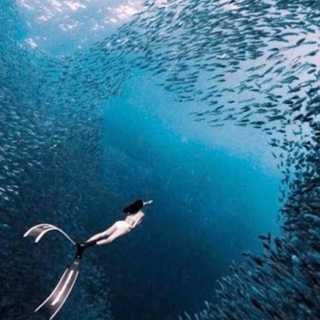 Cebu: Oslob Whale Shark, Sumilon, Ruins, Simala Church - Carcar is a practical final stop