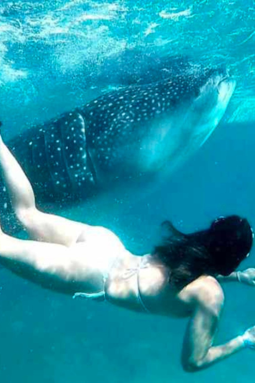Cebu: Oslob Whale Shark, Sumilon, Ruins, Simala Church - What the $117 price really covers