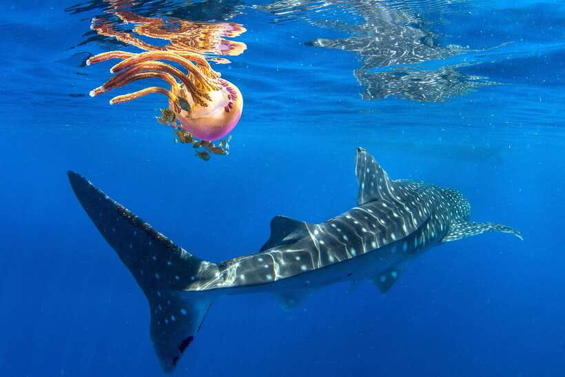 Cebu: Oslob Whale Shark Swim and Sumilon Island Day Tour - Key points at a glance