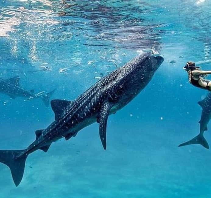 Cebu: Oslob Whale Shark Swim and Sumilon Island Day Tour - Meeting Oslob’s whale sharks
