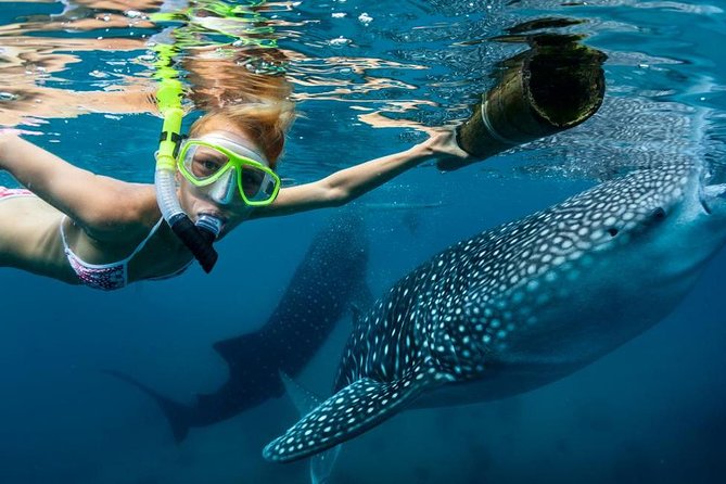 Cebu: Oslob Whale Shark Swimming and Kawasan Falls Canyoneering - One very long day from Cebu to southern Cebu