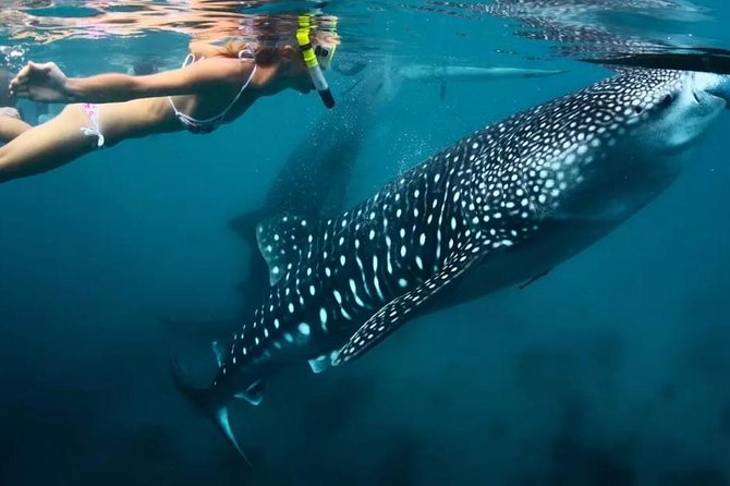 Cebu: Oslob Whale Shark Swimming and Kawasan Falls Canyoneering - Meeting the whale sharks in Oslob