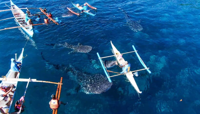 Cebu: Oslob Whale Shark Swimming and Tumalog Falls Tour - Why this southern Cebu trip takes all day