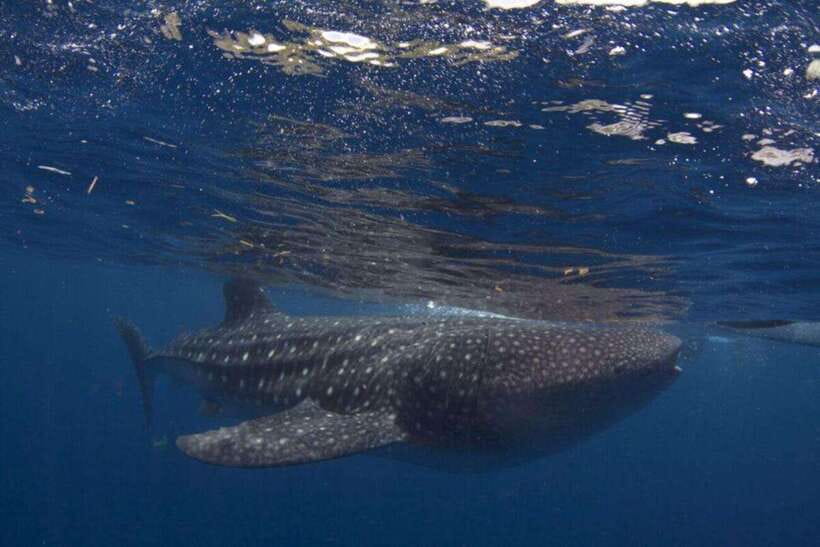 Cebu: Oslob Whale Shark Swimming and Tumalog Falls Tour - Breakfast in Oslob before the main activity