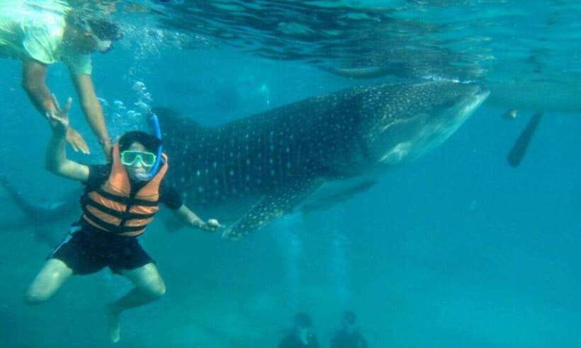 Cebu: Oslob Whale Shark Swimming and Tumalog Falls Tour - Swimming near Oslob’s whale sharks