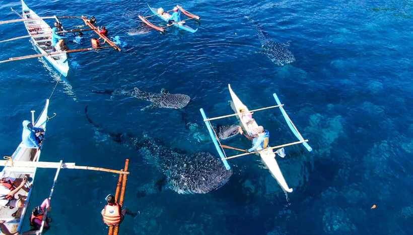 Cebu: Oslob Whale Shark Swimming and Tumalog Falls Tour - Lunch and the road back to Cebu