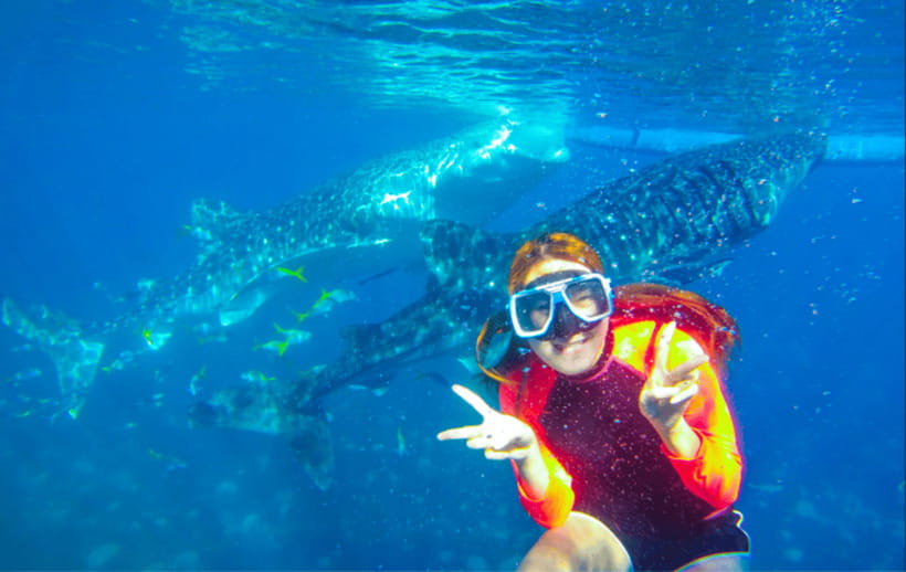 Cebu: Oslob Whale Shark Swimming and Tumalog Falls Tour - What the $79 price really covers