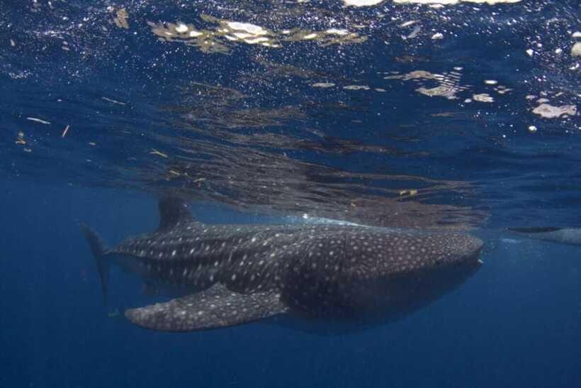 Cebu: Oslob Whale Shark Swimming and Tumalog Falls Tour - The main strengths and weak points