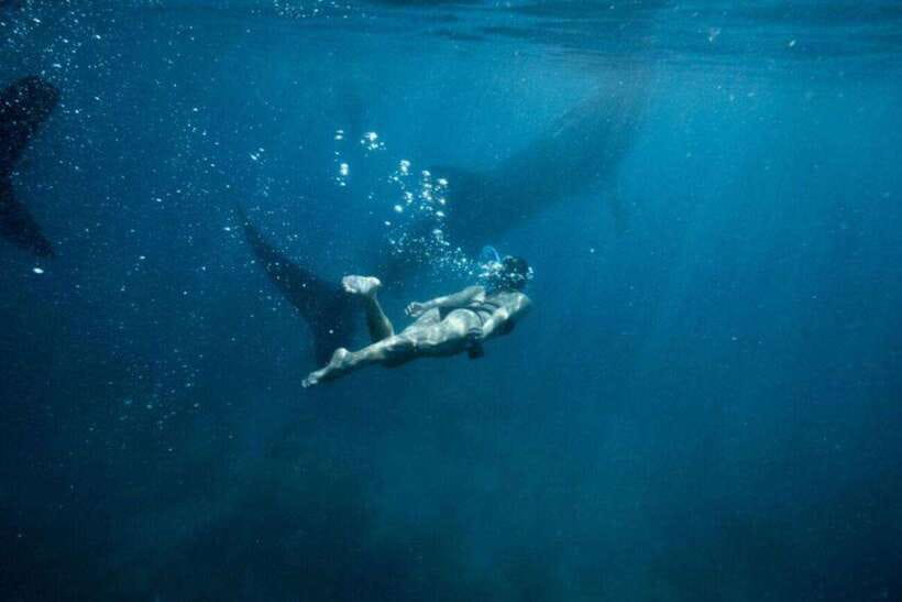 Cebu: Oslob Whale Shark Swimming and Tumalog Falls Tour - The 2:00 AM hotel pickup