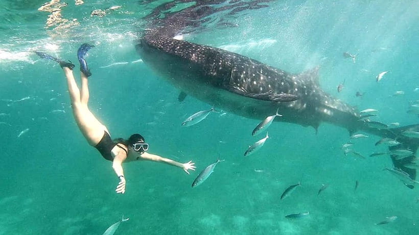 Cebu:Oslob Whale Shark Swimming & Kawasan Falls Canyoneering - The day at a glance