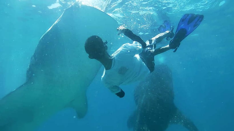 Cebu:Oslob Whale Shark Swimming & Kawasan Falls Canyoneering - Why combine Oslob and Kawasan Falls?