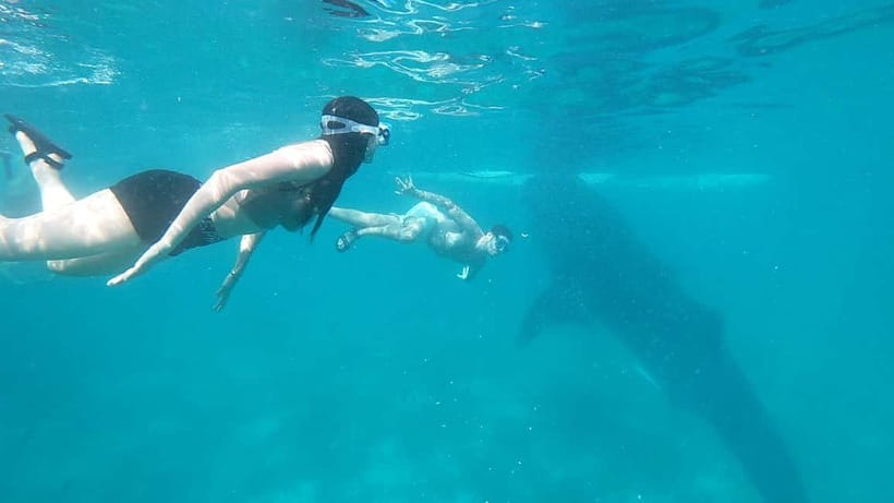 Cebu:Oslob Whale Shark Swimming & Kawasan Falls Canyoneering - How good is the $106 value?