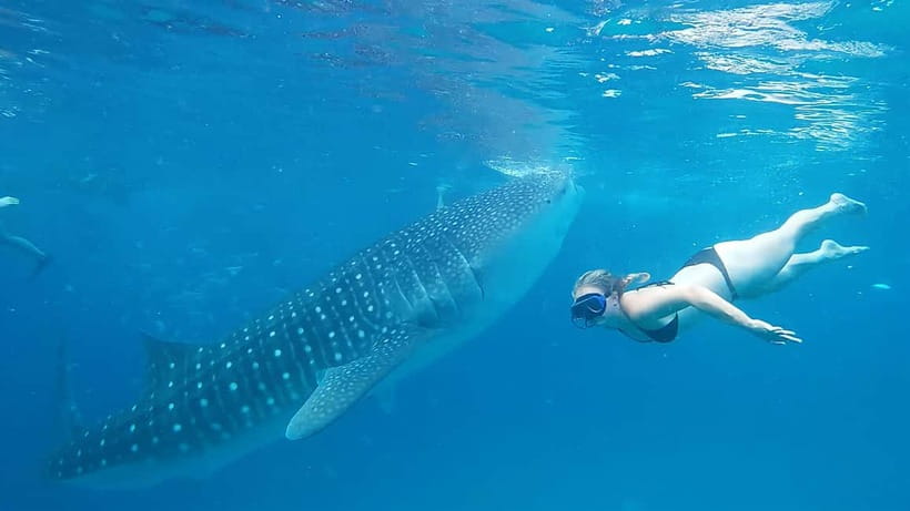 Cebu:Oslob Whale Shark Swimming & Kawasan Falls Canyoneering - Practical ways to make the day easier