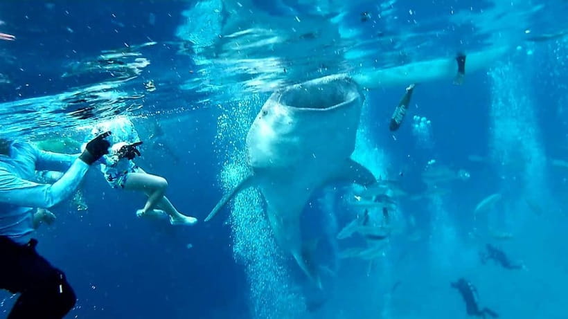 Cebu Oslob: Whale Shark Watching Experience - Why Oslob’s whale sharks make such a strong first impression