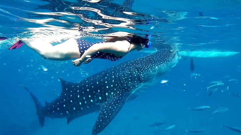 Cebu Oslob: Whale Shark Watching Experience - The biggest issue: crowding and the feeding question